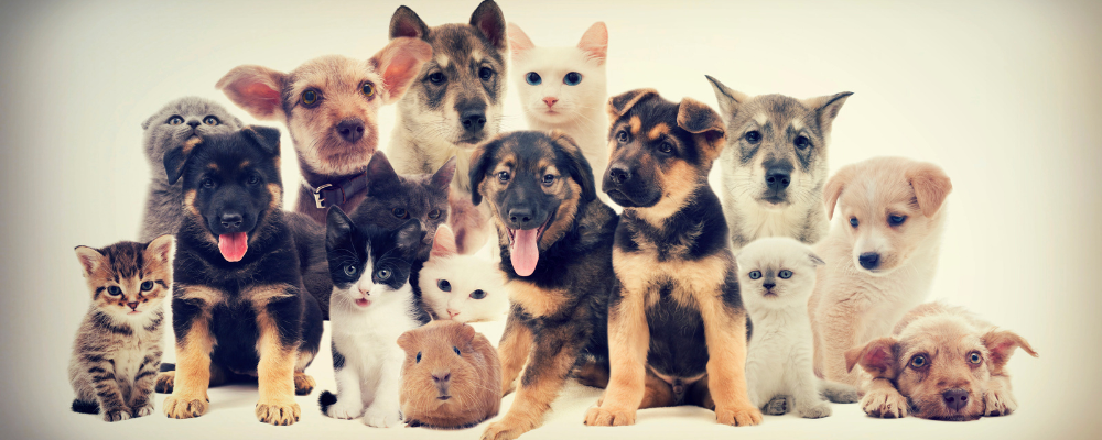 Cum să asiguri o dietă echilibrată și un stil de viață sănătos pentru animalul tău de companie