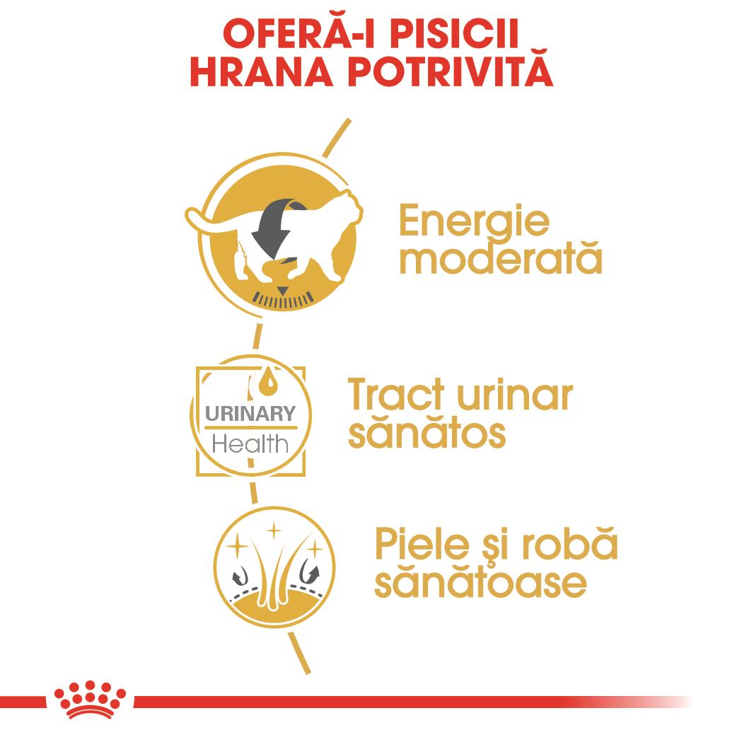 Royal Canin British Shorthair Adult hrana umeda pisica (in sos)