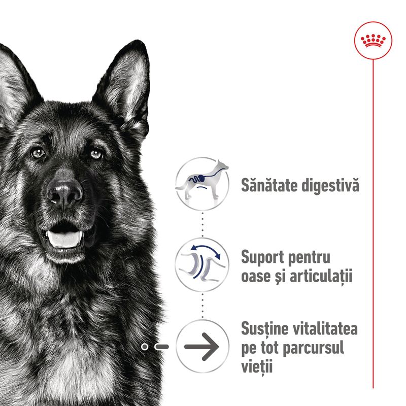 ROYAL CANIN Maxi Ageing 8+, hrană uscată câini, 15kg