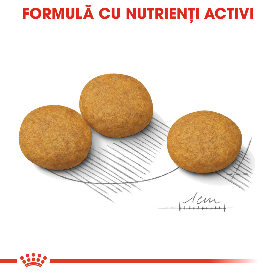 Royal Canin Medium Dermacomfort hrana uscata caine, prevenirea iritatiilor pielii 12kg