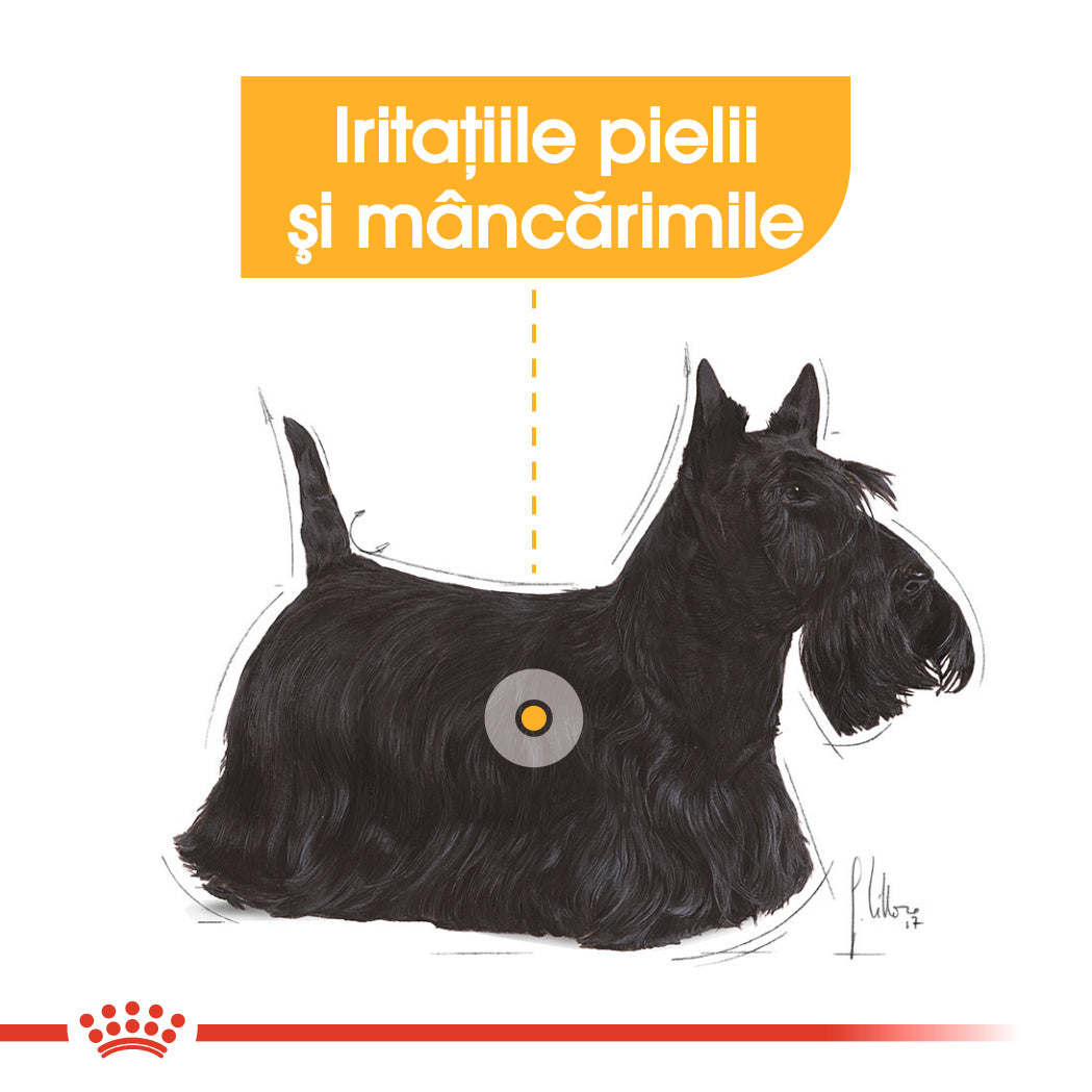 Royal Canin Mini Dermacomfort hrana uscata caine, prevenirea iritatiilor pielii