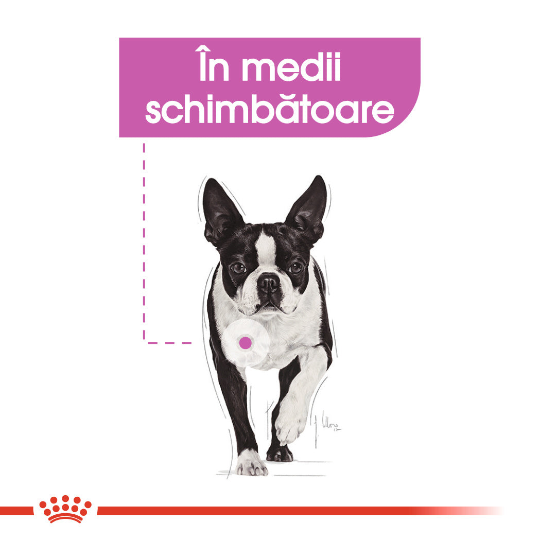 Royal Canin Mini Relax Care hrana uscata caini, pentru adaptarea la medii in schimbare 1kg