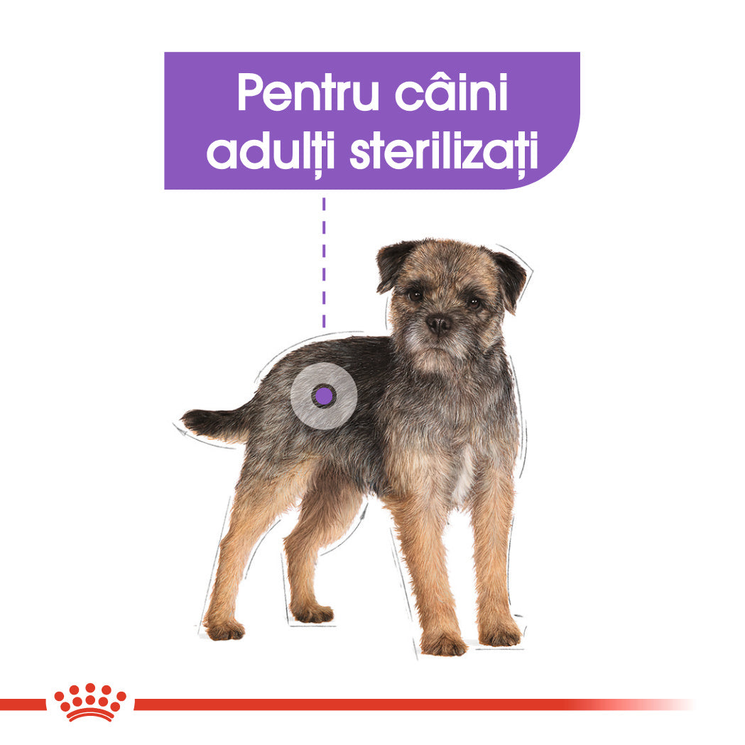 Royal Canin Mini Sterilised Adult hrana uscata caine sterilizat