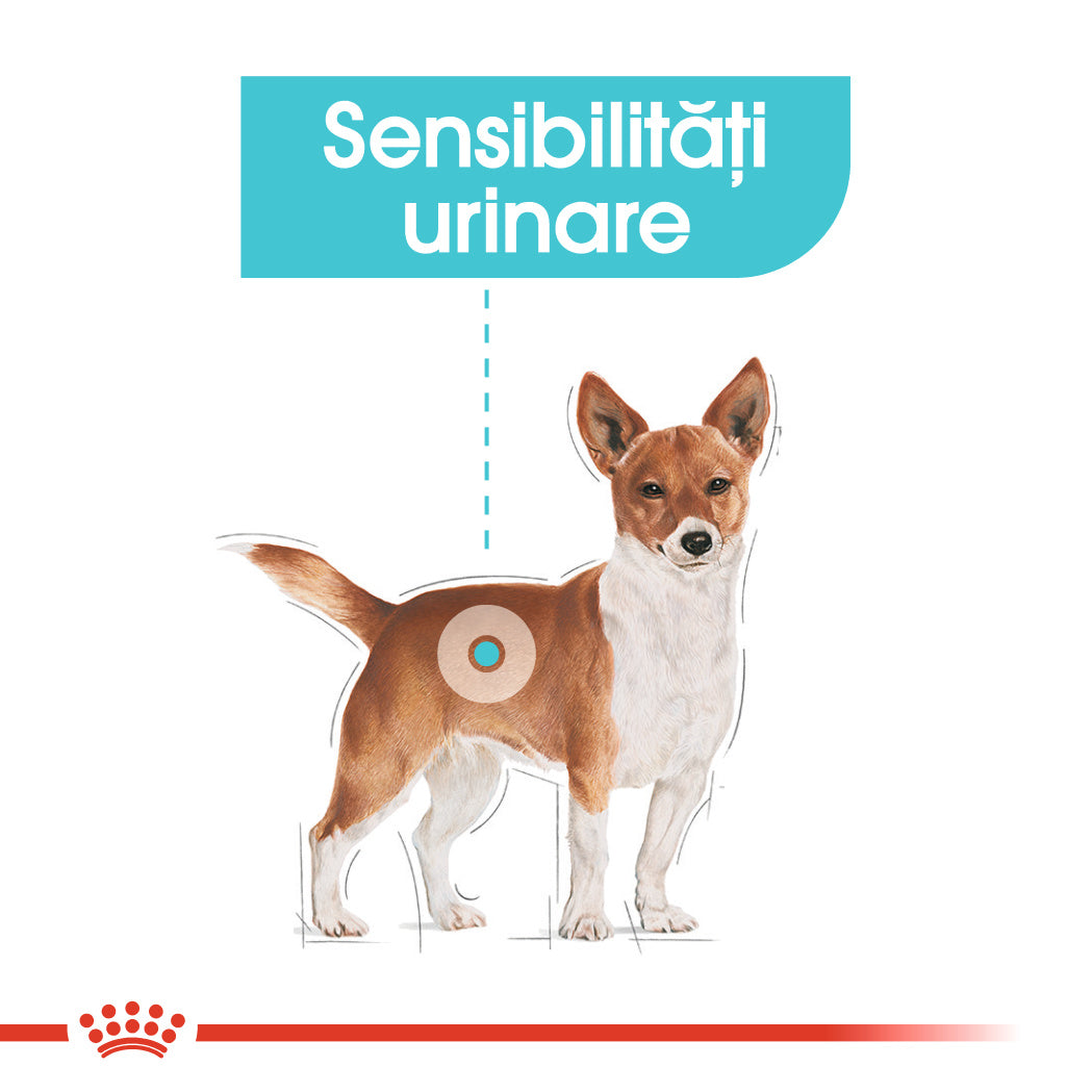 Royal Canin Mini Urinary Care hrana uscata caine, sanatatea tractului urinar