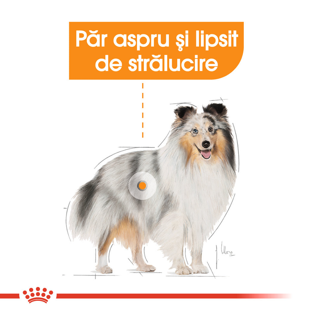 Royal Canin Coat Care Adult hrana umeda caine, blana sanatoasa si lucioasa (pate)