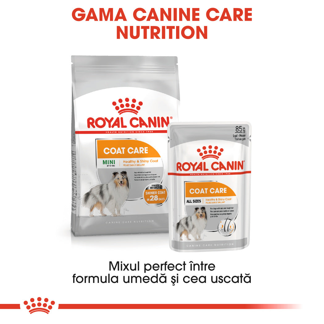 Royal Canin Coat Care Adult hrana umeda caine, blana sanatoasa si lucioasa (pate)