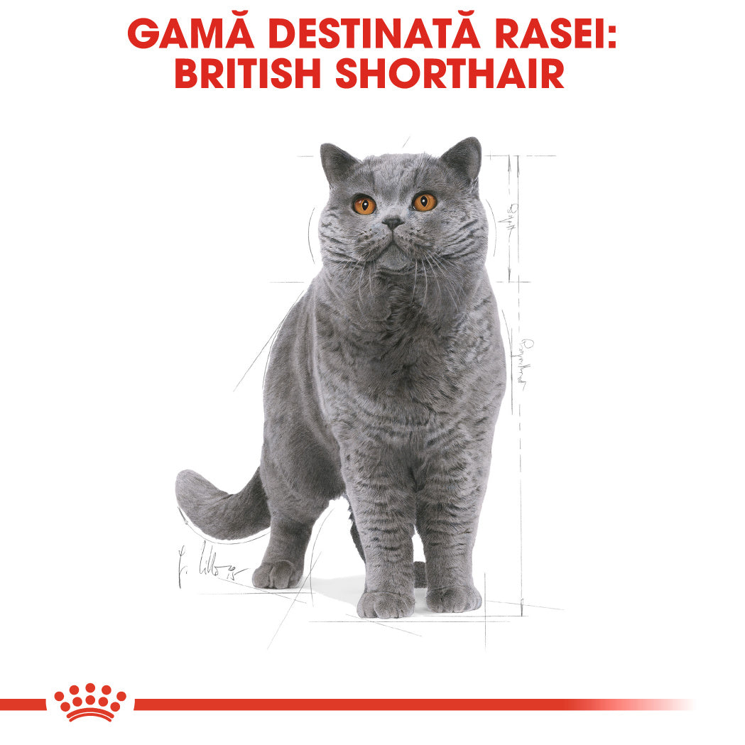 Royal Canin British Shorthair Adult hrana uscata pisica