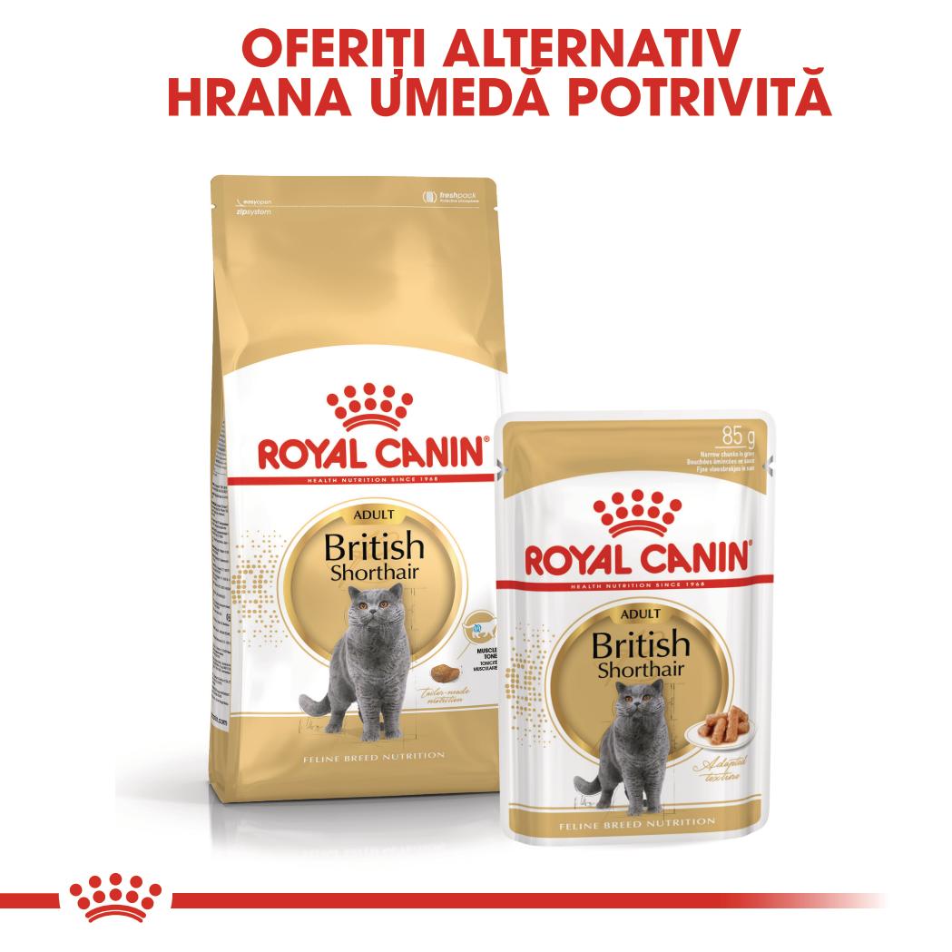 Royal Canin British Shorthair Adult hrana umeda pisica (in sos)