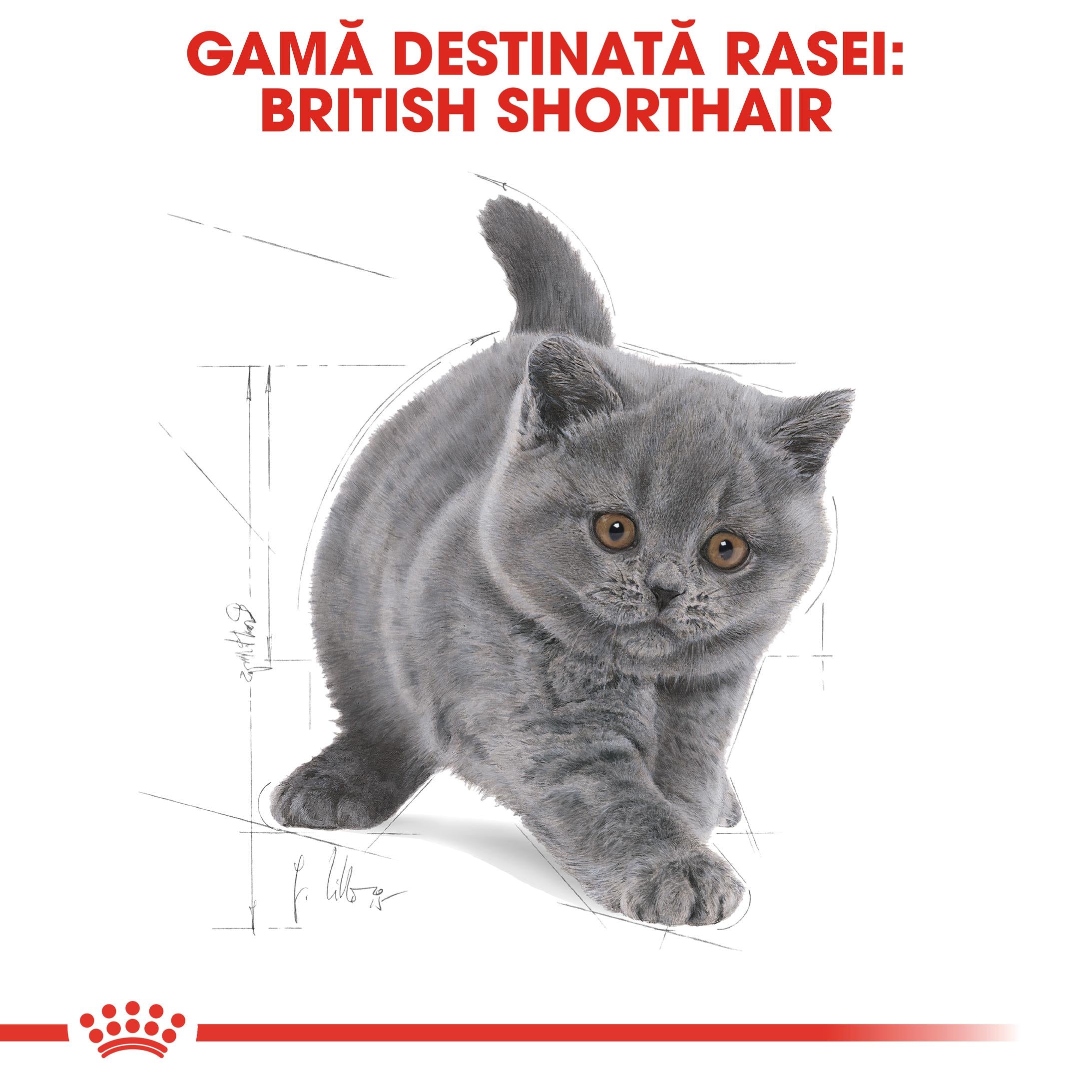 Royal Canin British Shorthair Kitten hrana uscata pisica junior