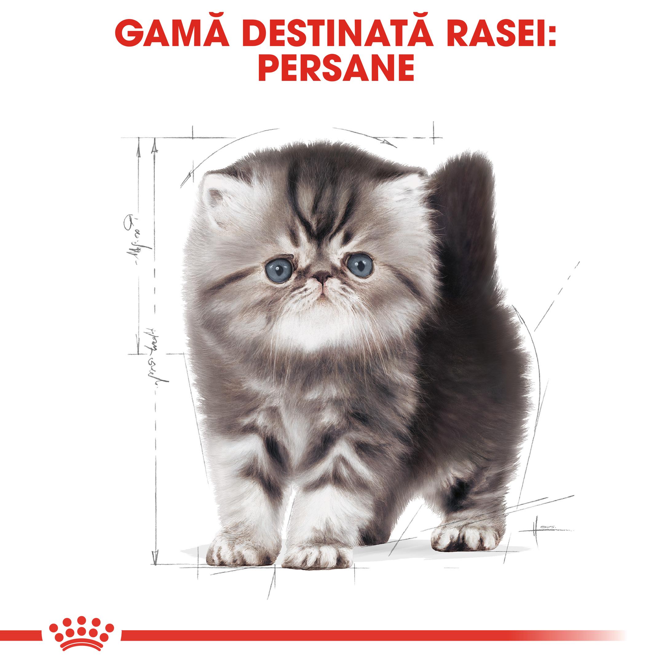 Royal Canin Persian Kitten hrana uscata pisica junior 2kg