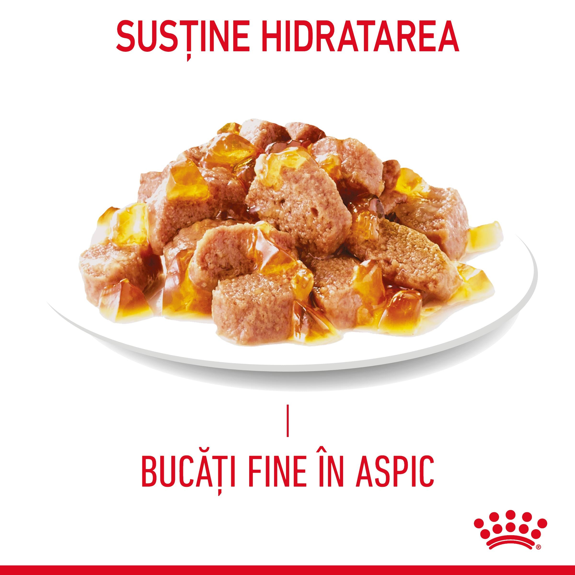 Royal Canin Hair&Skin Care Adult hrana umeda pisica, piele si blana (in aspic)