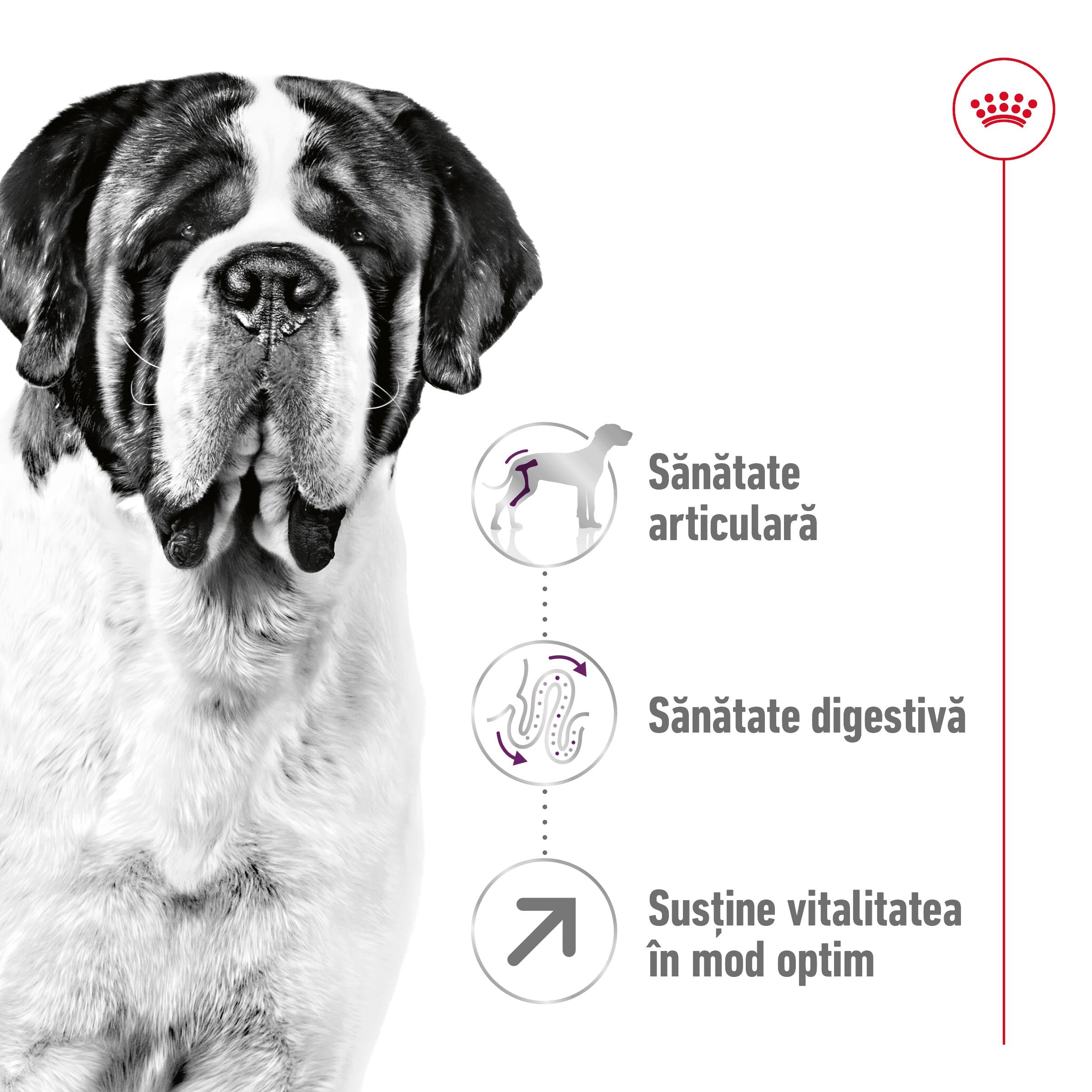 Royal Canin Giant Adult hrana uscata caine 15kg