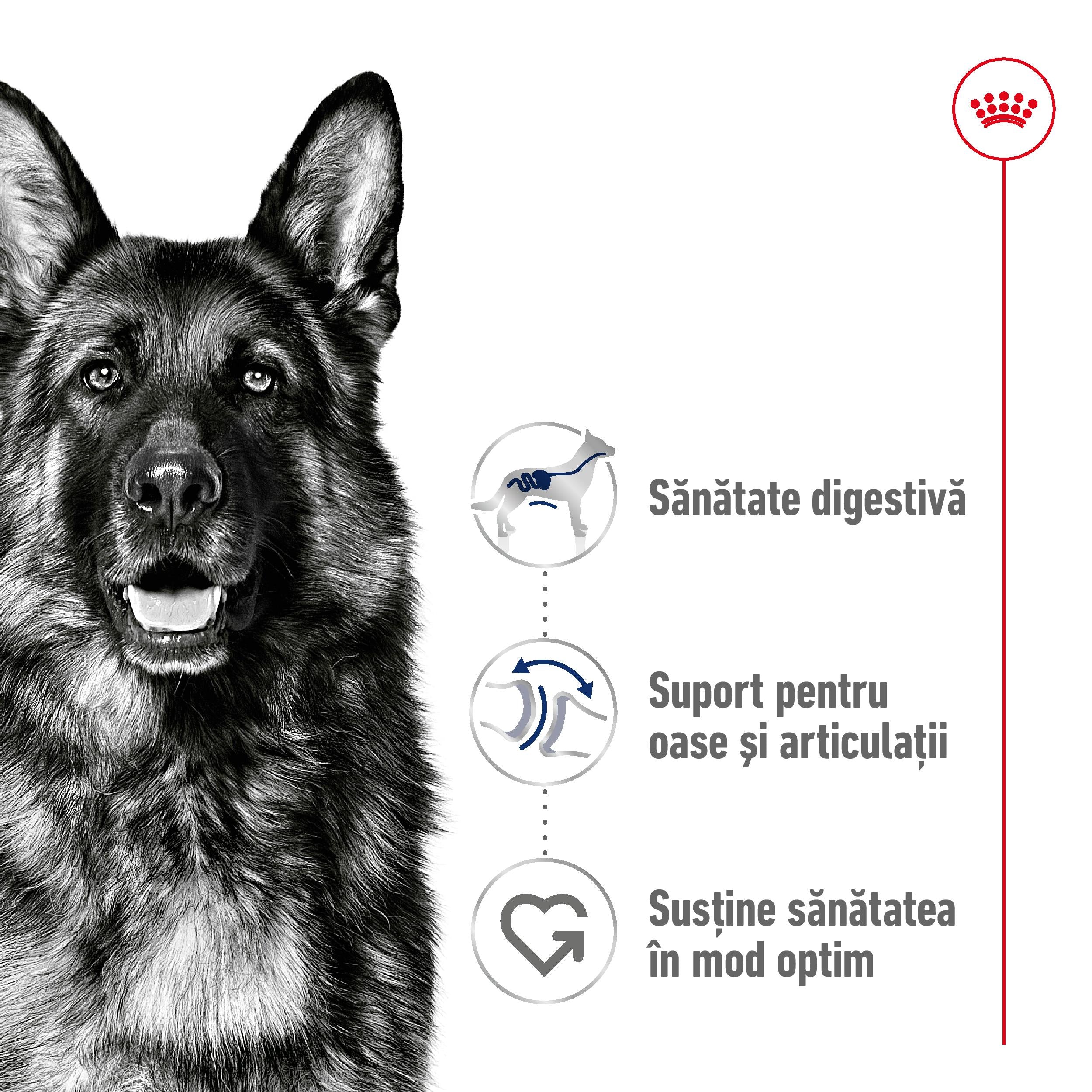 Royal Canin Maxi Adult hrana uscata caine