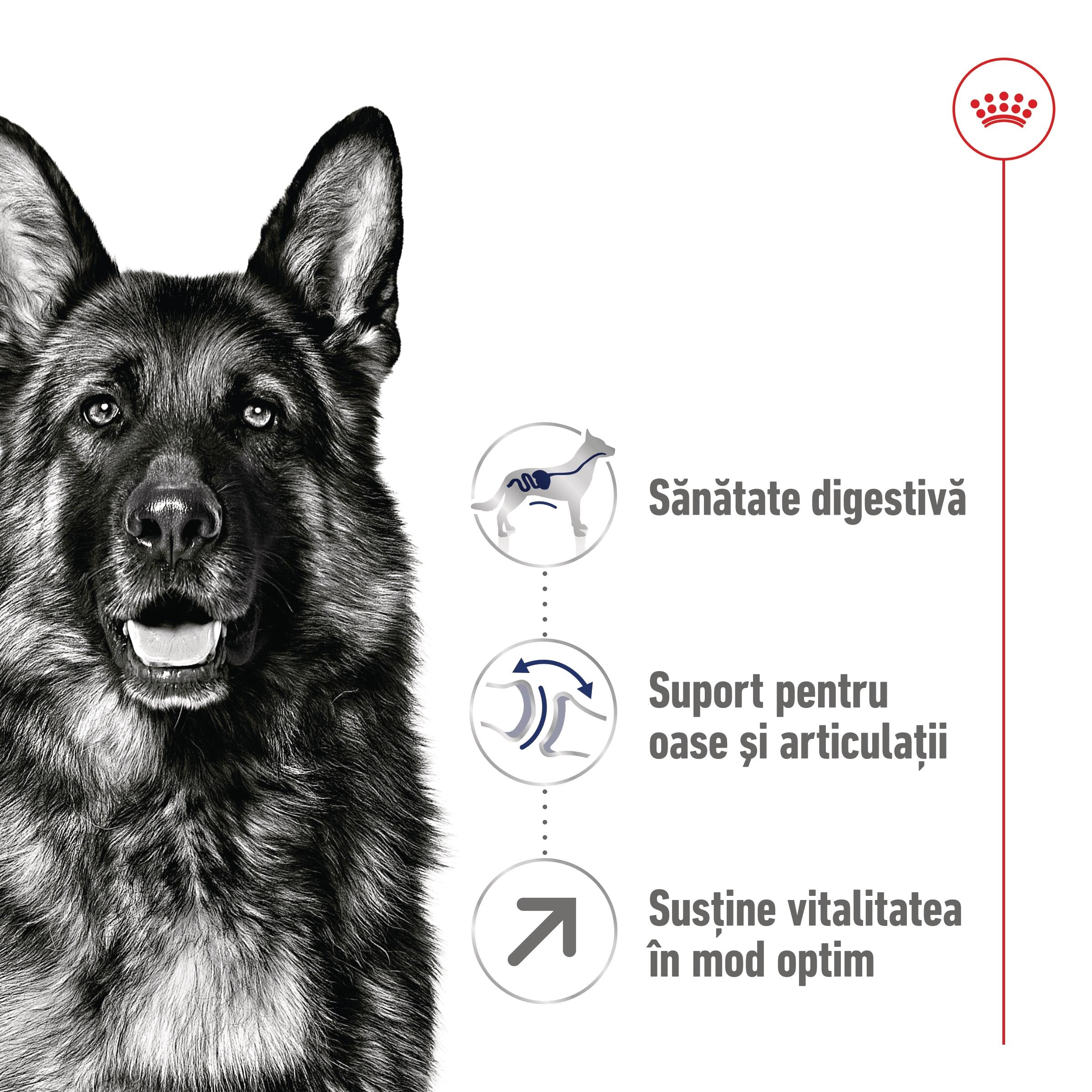 Royal Canin Maxi Adult 5+ hrana uscata caine 4kg