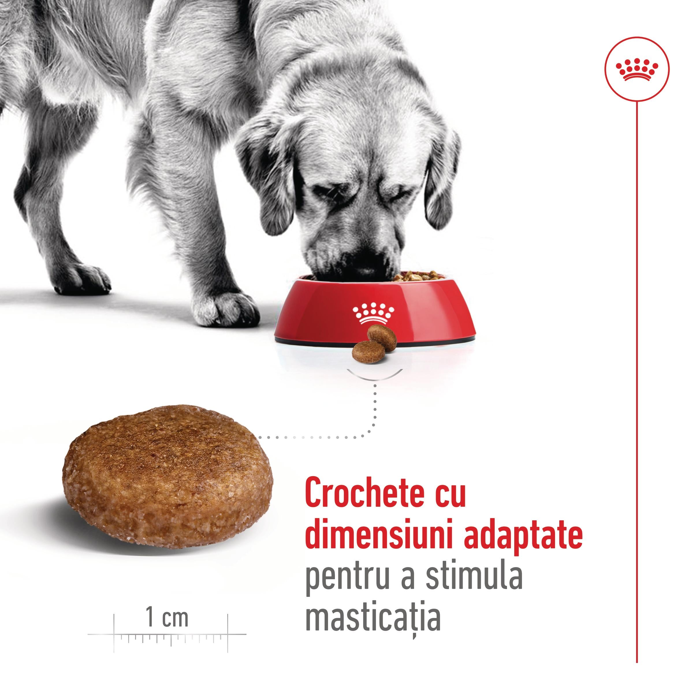 Royal Canin Maxi Adult 5+ hrana uscata caine 4kg