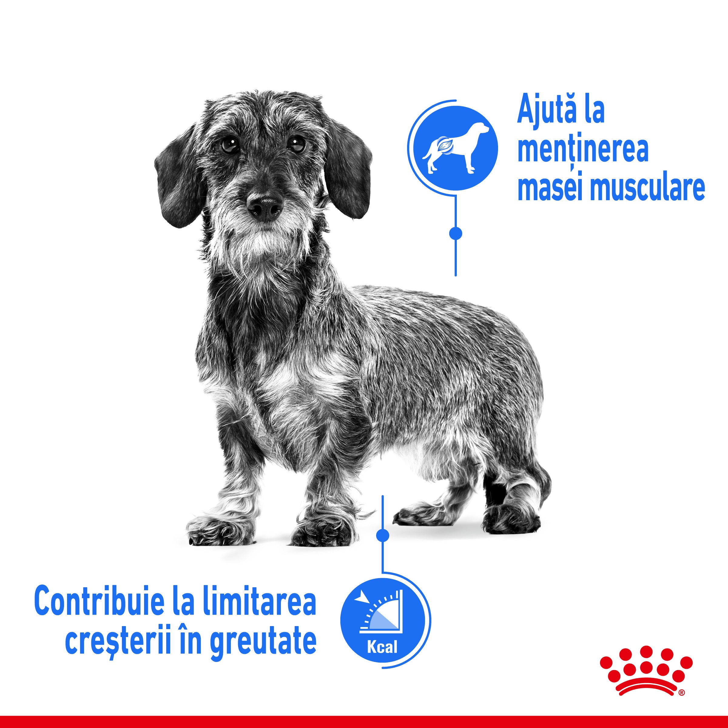 Royal Canin Mini Light Weight Care Adult hrana uscata caine, limitarea cresterii in greutate