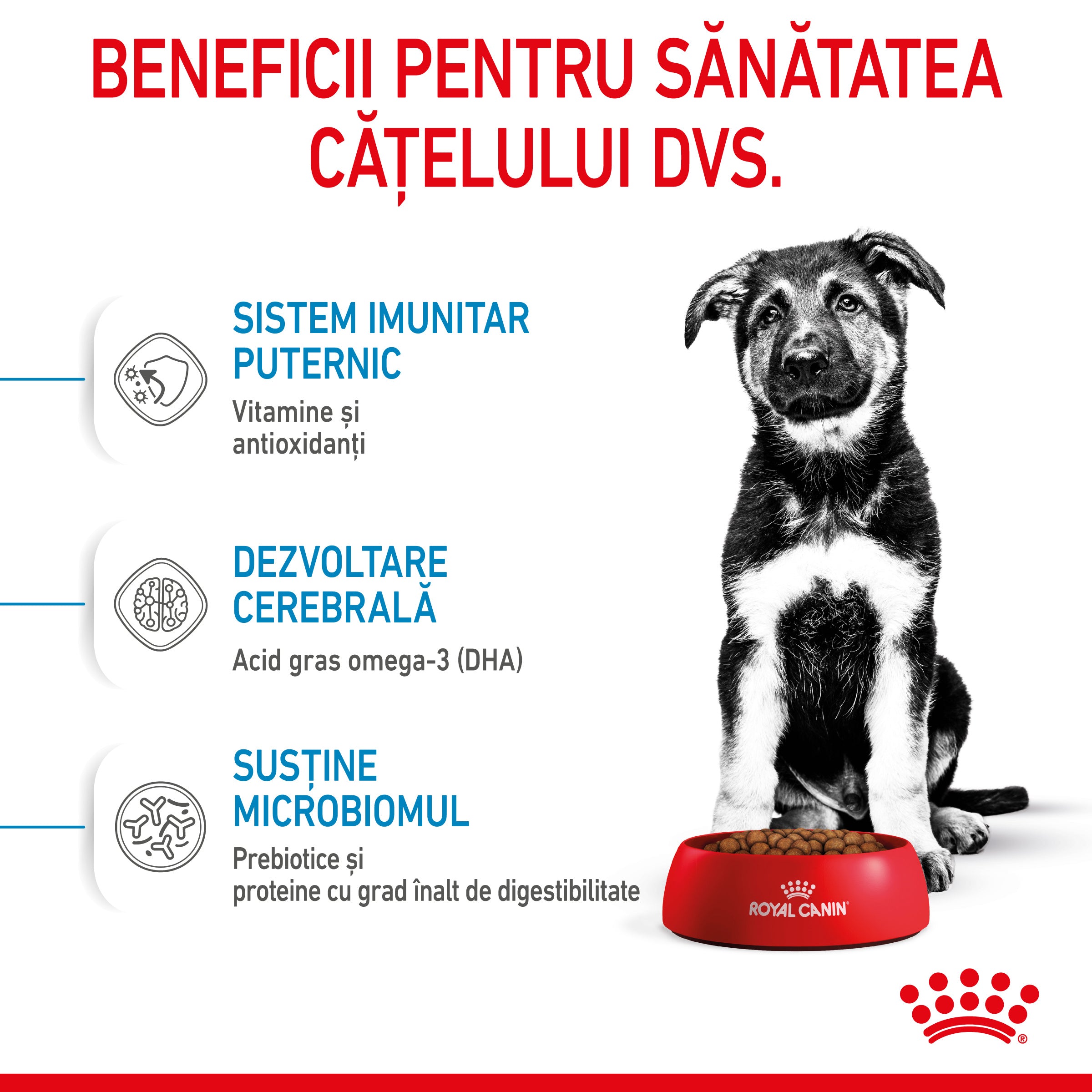 Royal Canin Maxi Puppy hrana uscata caine junior