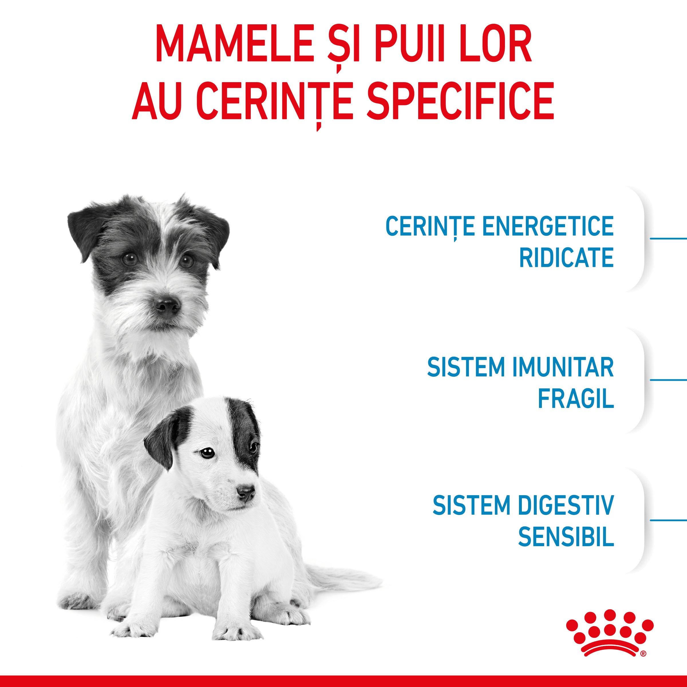 Royal Canin Mini Starter Mother & Babydog, mama si puiul, hrana uscata caine