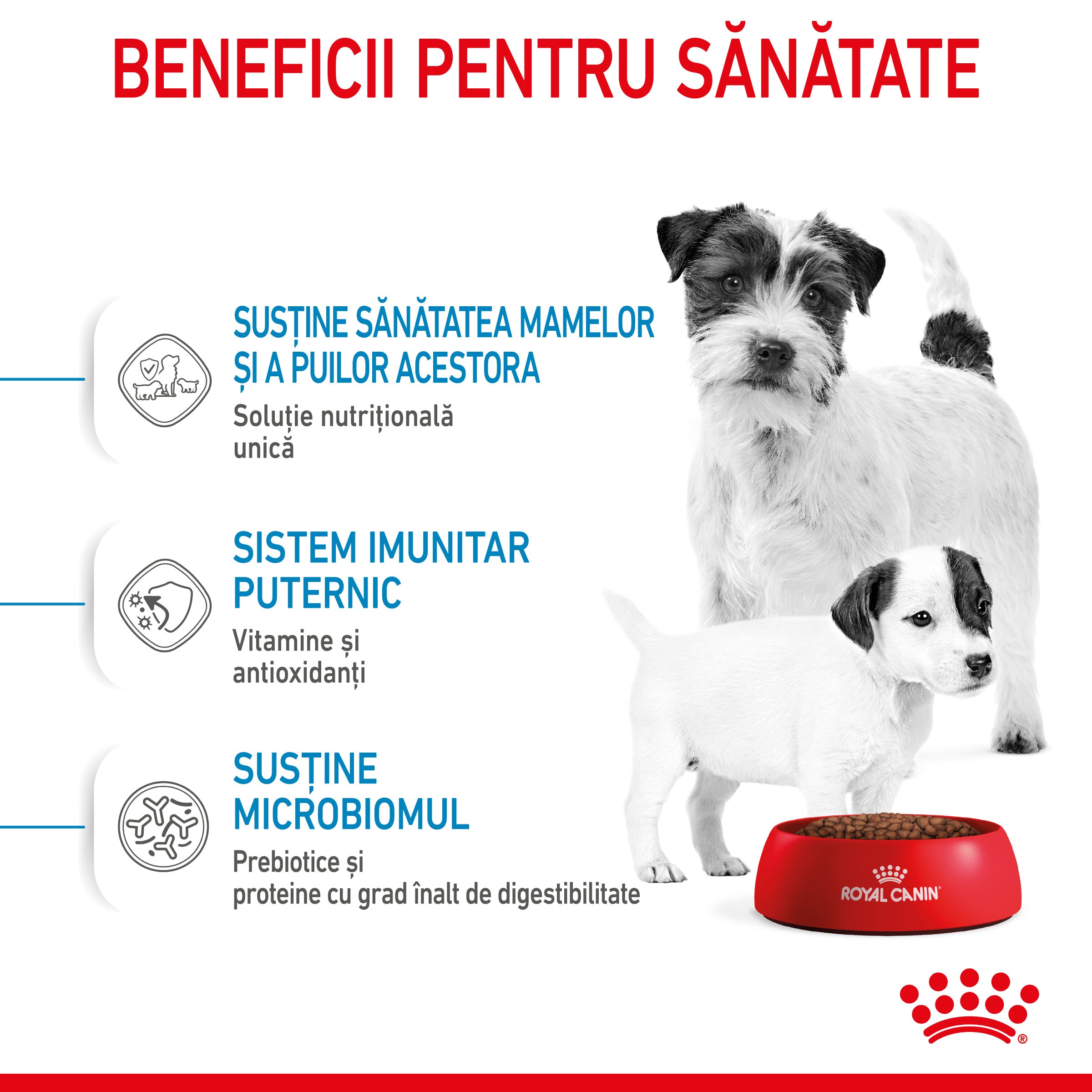 Royal Canin Mini Starter Mother & Babydog, mama si puiul, hrana uscata caine