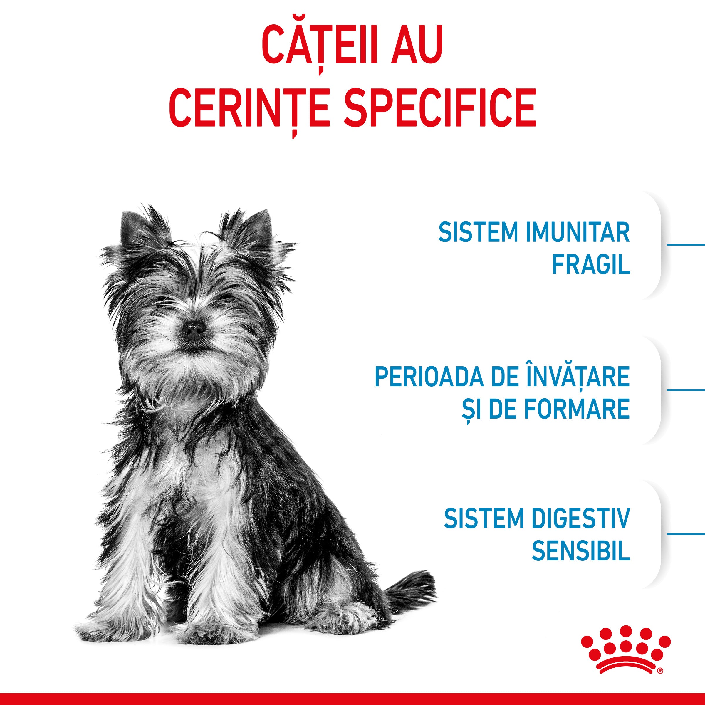 Royal Canin X-Small Puppy hrana uscata caine junior 1.5kg